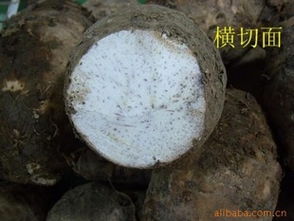 廣西桂林農(nóng)副土特產(chǎn)供應(yīng) 檳榔芋、荔浦鮮芋頭及種子市場(chǎng)行情分析