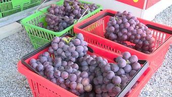 加強(qiáng)日常監(jiān)管與抽樣檢查，筑牢農(nóng)副產(chǎn)品供給安全防線